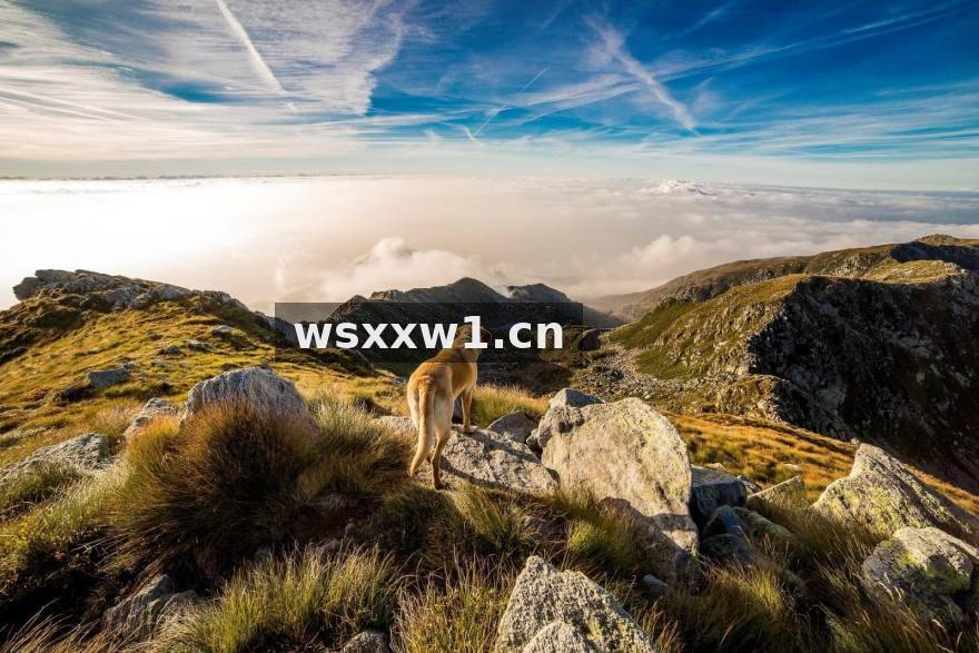 S16英雄联盟总决赛战队数据与赛程分析图